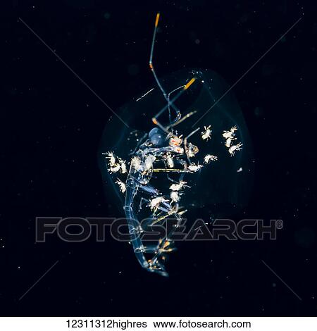A Phronima amphipod (length ~ 3 cm) with young in the remains of its salp host that was photographed during a blackwater scuba dive several miles offshore of the Island of Hawaii; Island of Hawaii, Hawaii, United States of America View Large Photo Image Stock Photograph - A Phronima amphipod (length ~ 3 cm) with young in the remains of its salp host that was photographed during a blackwater scuba dive several miles offshore of the Island of Hawaii; Island of Hawaii, Hawaii, United States of America. Fotosearch