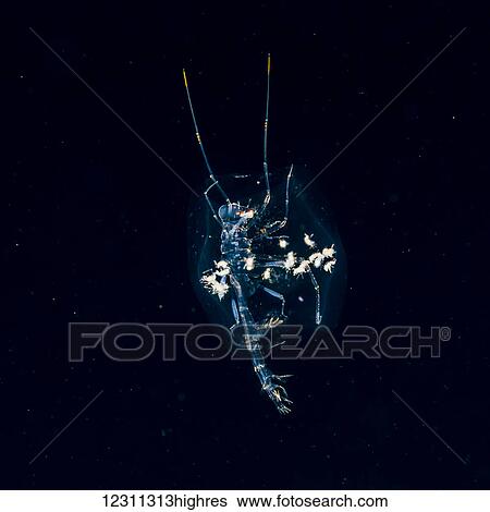Stock Photograph - A Phronima amphipod (length ~ 3 cm) with young in the remains of its salp host that was photographed during a blackwater scuba dive several miles offshore of the Island of Hawaii; Island of Hawaii, Hawaii, United States of America. Fotosearch