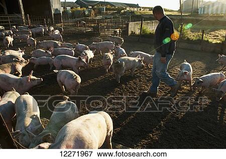 Stock Photo - A pork producer walks through an open pen inspecting the feeder hogs on his farm, near Sioux City; Iowa, United States of America. Fotosearch