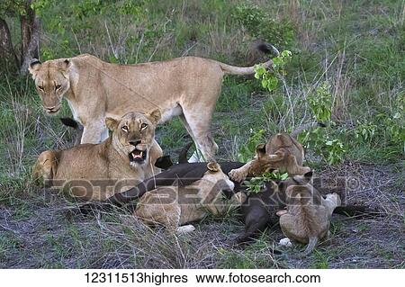 Stock Photograph - A pride of lions (Panthera leo) eating a water buffalo, Sabi Sand Game Reserve; South Africa. Fotosearch