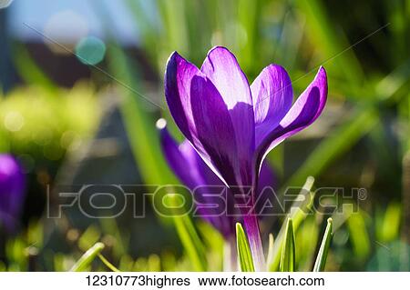 A purple crocus in bloom; South Shields, Tyne and Wear, England View Large Photo Image Stock Photograph - A purple crocus in bloom; South Shields, Tyne and Wear, England. Fotosearch
