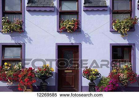 Stock Photography - A purple house decorated with blossoming flowers; Ardgroom, County Cork, Ireland. Fotosearch