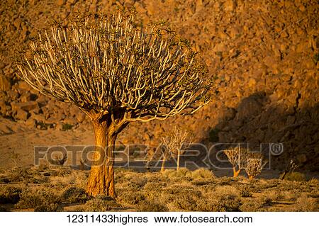 Stock Photograph - A Quiver tree, or Kokerboom, (Aloe Dichotoma) in Richtersveld National Park; South Africa. Fotosearch