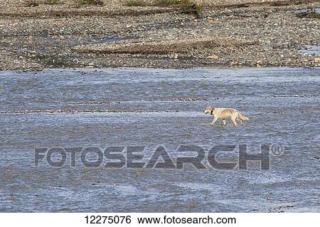 Stock Photograph - A radio collard wolf wades across the West Fork River in Denali National Park, Interior Alaska, Summer. Fotosearch