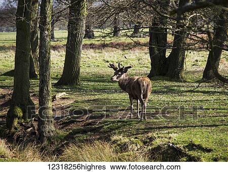 A red deer (Cervus elaphus) in Richmond Park; London, England View Large Photo Image Stock Photograph - A red deer (Cervus elaphus) in Richmond Park; London, England. Fotosearch