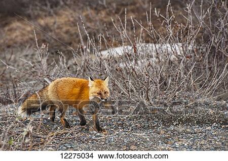 Picture - A red fox carries a freshly caught squirrel in its mouth along the Park Road near Stony Creek in Denali National Park, Alaska.. Fotosearch