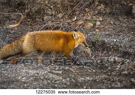 A red fox carries a freshly caught squirrel in its mouth along the Park Road near Stony Creek in Denali National Park, Alaska. View Large Photo Image Stock Photography - A red fox carries a freshly caught squirrel in its mouth along the Park Road near Stony Creek in Denali National Park, Alaska.. Fotosearch