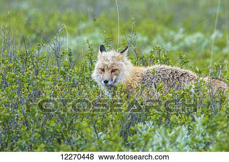 A red fox hunting in Denali National Park on a summers day, Interior Alaska. View Large Photo Image Stock Photo - A red fox hunting in Denali National Park on a summers day, Interior Alaska.. Fotosearch