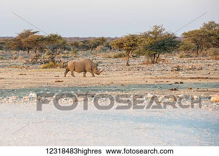 Stock Photograph - A rhinoceros is crossing savanna woodlands of Etosha National Park during sunset; Namibia. Fotosearch