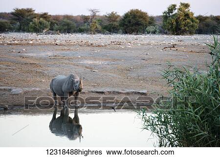 A rhinoceros is looking at the camera and drinking at watering hole of Etosha National Park; Namibia View Large Photo Image Stock Photograph - A rhinoceros is looking at the camera and drinking at watering hole of Etosha National Park; Namibia. Fotosearch