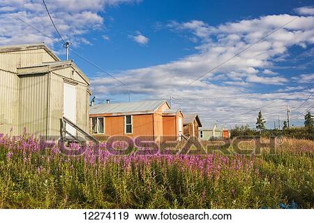 Stock Photo - A row of houses among a Fireweed under a Partly Cloudy Sky, Noatak, Arctic Alaska, USA, Summer . Fotosearch