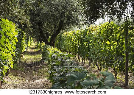 A row of olive trees separates rows of grape vines; Mendoza, Mendoza Province, Argentina View Large Photo Image Stock Photograph - A row of olive trees separates rows of grape vines; Mendoza, Mendoza Province, Argentina. Fotosearch