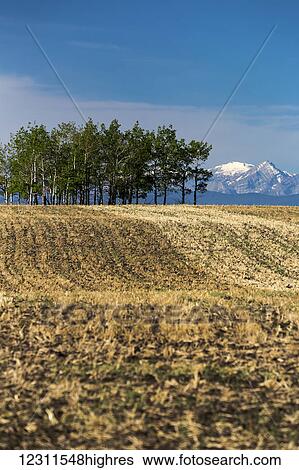 Stock Photograph - A row of trees in the spring in a rolling soil field with mountains, blue sky and clouds in the background, West of Calgary; Alberta, Canada. Fotosearch