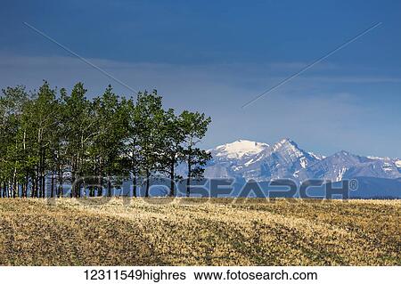 Stock Photograph - A row of trees in the spring in a rolling soil field with mountains, blue sky and clouds in the background, West of Calgary; Alberta, Canada. Fotosearch