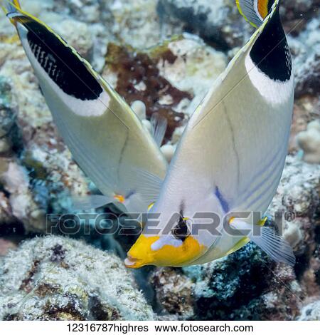 Stock Photograph - A Saddleback Butterfyfish (Chaetodon ephippium) pair photographed while scuba diving the Kona coast; Kona, Island of Hawaii, Hawaii, United States of America. Fotosearch