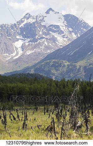 A scene from the Eagle River Nature Center, Eagle River Valley, South-central Alaska; Alaska, United States of America View Large Photo Image Stock Photograph - A scene from the Eagle River Nature Center, Eagle River Valley, South-central Alaska; Alaska, United States of America. Fotosearch