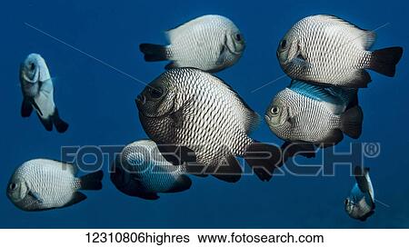 Stock Photograph - A school of Hawaiian Dascyllus (Dascyllus albisella), a Hawaiian endemic fish, off the Kona coast; Kona, Island of Hawaii, Hawaii, United States of America. Fotosearch