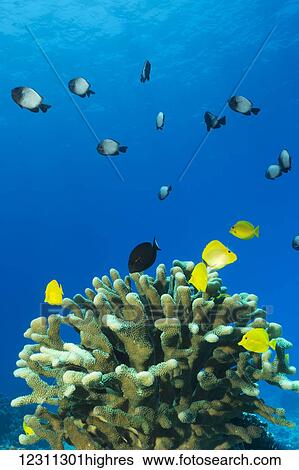 Stock Photograph - A school of Hawaiian Dascyllus (Dascyllus albisella) and other fishes over antler coral (Pocillopora eydouxi) off the Kona coast; Kona, Island of Hawaii, Hawaii, United States of America. Fotosearch