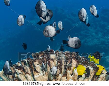Stock Photograph - A school of Hawaiian Dascyllus (Dascyllus albisella), a Hawaiian endemic fish, over a bleached antler coral (Pocillopora eydouxi) off the Kona coast; Kona, Island of Hawaii, Hawaii, United States of America. Fotosearch