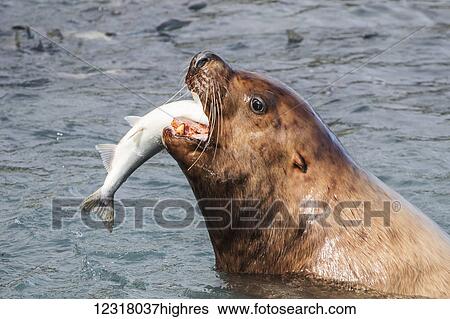 Stock Photograph - A sea lion swims into the fish weir area and grabs a Pink salmon (Oncorhynchus gorbuscha), Allison Point, outside Valdez; Alaska, United States of America. Fotosearch