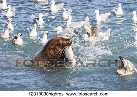 Stock Photograph - A sea lion swims into the fish weir area and grabs a Pink salmon (Oncorhynchus gorbuscha), Allison Point, outside Valdez; Alaska, United States of America. Fotosearch