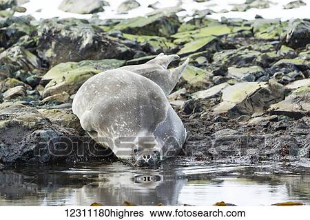 Stock Photograph - A seal laying on the rocky shore at the water's edge; Antarctica. Fotosearch