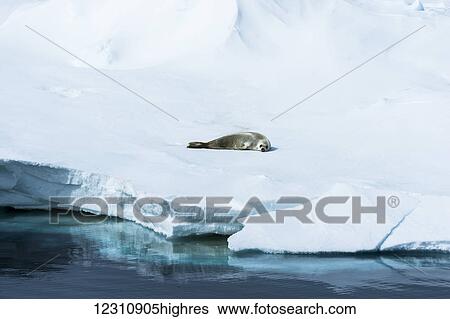 A seal lays on the ice at the water's edge; Antarctica View Large Photo Image Stock Photograph - A seal lays on the ice at the water's edge; Antarctica. Fotosearch