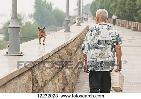 A senior man walks with his small dog along Yangtze river; Wuhan, Hubei province, China View Large Photo Image Stock Image - A senior man walks with his small dog along Yangtze river; Wuhan, Hubei province, China. Fotosearch
