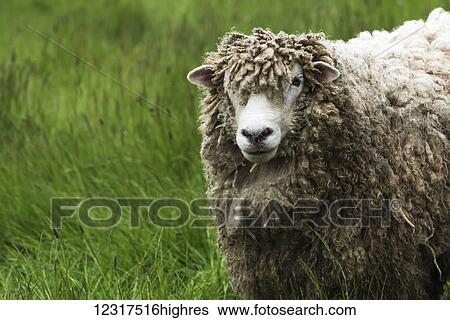 Stock Photograph - A sheep (ovis aries) covered in thick wool, Fortress of Louisbourg; Cape Breton Island, Nova Scotia, Canada. Fotosearch