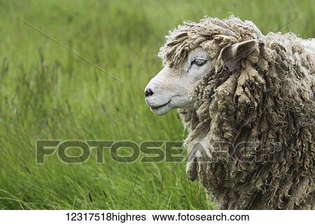 Stock Photograph - A sheep (ovis aries) covered in thick wool, Fortress of Louisbourg; Cape Breton Island, Nova Scotia, Canada. Fotosearch