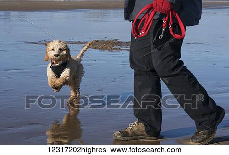 Stock Photograph - A small dog runs on the wet beach as the owner walks along holding the leash; South Shields, Tyne and Wear, England. Fotosearch