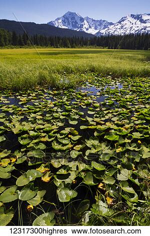 A small marsh/pond at Mile 14 of the Seward Highway filled with lily pads; Alaska, United States of America View Large Photo Image Stock Photograph - A small marsh/pond at Mile 14 of the Seward Highway filled with lily pads; Alaska, United States of America. Fotosearch