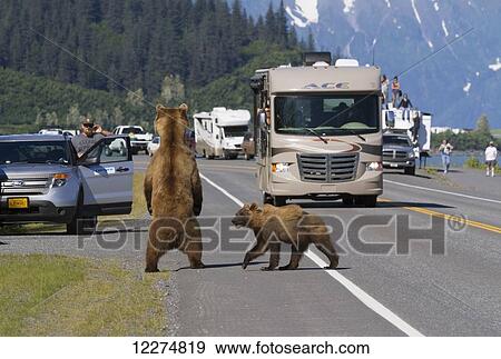 Stock Photo - A sow Brown bear stands up to look for a missing cub on the shoulder of Dayville Road while traffic stops, Valdez, Southcentral Alaska. Fotosearch