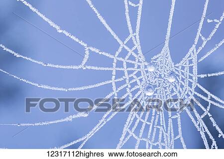 A spider web covered in frost with frozen dew drops on a blue background in winter; New Westminster, British Columbia, Canada View Large Photo Image Stock Photograph - A spider web covered in frost with frozen dew drops on a blue background in winter; New Westminster, British Columbia, Canada. Fotosearch