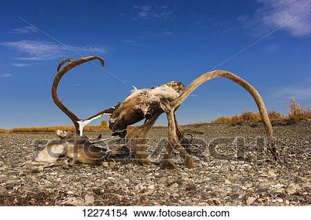 A subsistence hunted caribou head and antlers on the bank of the Noatak River, Arctic Alaska, USA, Fall View Large Photo Image Picture - A subsistence hunted caribou head and antlers on the bank of the Noatak River, Arctic Alaska, USA, Fall. Fotosearch