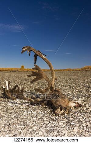 Stock Photograph - A subsistence hunted caribou head and antlers on the bank of the Noatak River, Arctic Alaska, USA, Fall. Fotosearch