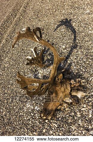 Stock Photography - A subsistence hunted caribou head and antlers on the bank of the Noatak River, Arctic Alaska, USA, Fall. Fotosearch