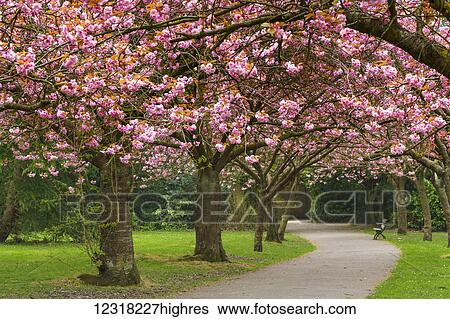 Stock Photograph - A trail lined with trees in pink blossoms; Gateshead, Tyne and Wear, England. Fotosearch