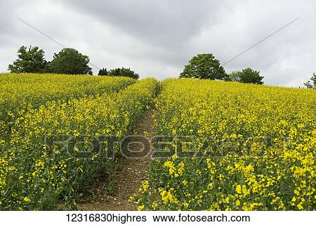 Stock Photograph - A trail through a field of rapeseed; Nettledon, England. Fotosearch