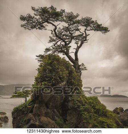 A tree stands alone on a rocky hill top along the shores of Haida Gwaii; Haida Gwaii, British Columbia, Canada View Large Photo Image Stock Photograph - A tree stands alone on a rocky hill top along the shores of Haida Gwaii; Haida Gwaii, British Columbia, Canada. Fotosearch