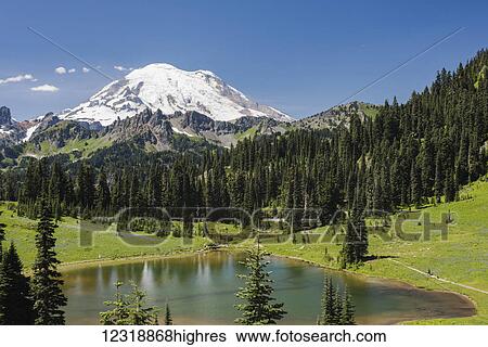 Stock Photograph - A view of Mount Rainier above Tipsoo Lake, near the top of Chinook Pass on Highway 410 in the Cascade Mountains; Washington, United States of America. Fotosearch