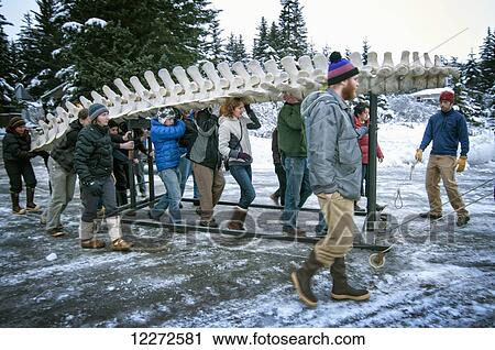 A volunteer crew moves the reconstructed gray whale skeleton from the Pratt Museum's workshop into the gallery, Homer, Alaska View Large Photo Image Stock Image - A volunteer crew moves the reconstructed gray whale skeleton from the Pratt Museum's workshop into the gallery, Homer, Alaska. Fotosearch