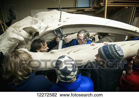Stock Image - A volunteer crew prepares to moves gray whale skull from the Pratt Museum's workshop into the gallery, Homer, Alaska. Fotosearch