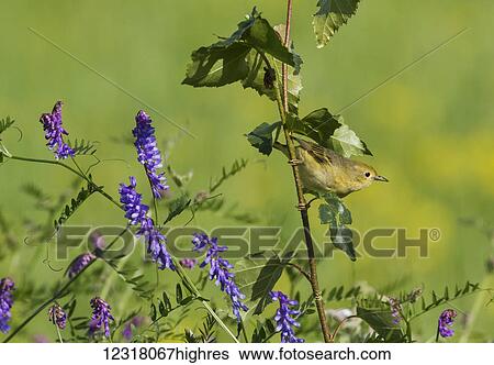 Stock Photograph - A warbler hunts for insects in Creamer's Field Refuge among the flowers and foliage, with yellow canola fields in the background, interior Alaska; Alaska, United States of America. Fotosearch
