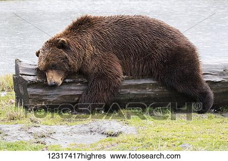 A wet brown bear (ursus arctos) laying on a log at the water's edge; Alaska, United States of America View Large Photo Image Stock Photograph - A wet brown bear (ursus arctos) laying on a log at the water's edge; Alaska, United States of America. Fotosearch