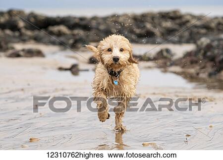 A wet cockapoo runs through the water on a beach; South Shields, Tyne and Wear, England View Large Photo Image Stock Photograph - A wet cockapoo runs through the water on a beach; South Shields, Tyne and Wear, England. Fotosearch
