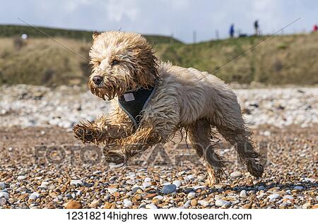 A wet dog runs across a pebble beach; South Shields, Tyne and Wear, England View Large Photo Image Stock Photograph - A wet dog runs across a pebble beach; South Shields, Tyne and Wear, England. Fotosearch