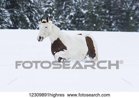 Stock Photograph - A white and brown horse walking in the deep snow on a ranch in winter; Montana, United States of America. Fotosearch