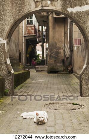 A white cat guarding a traditional Chinese round door; Wuhan, Hubei province, China View Large Photo Image Picture - A white cat guarding a traditional Chinese round door; Wuhan, Hubei province, China. Fotosearch