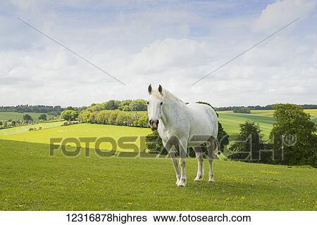 Stock Photograph - A white horse stands in a field near Nettledon; England. Fotosearch